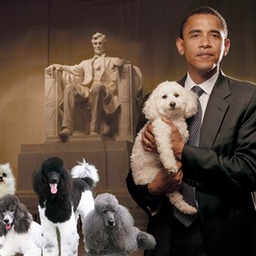 Practice Work: Presidential Puppies